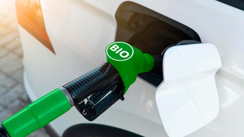 biodiesel baixo carbono gordura animal