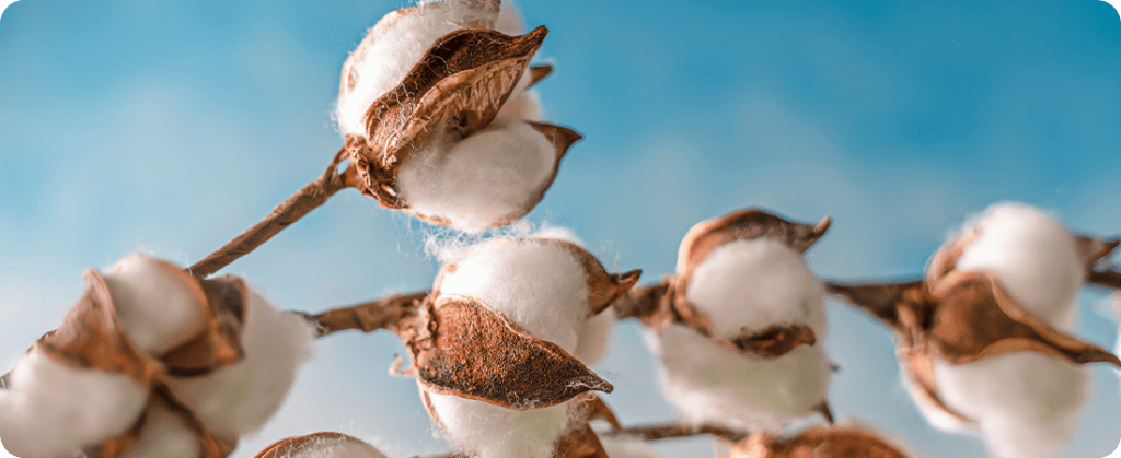 Exportação de algodão do Brasil deve ser recorde para setembro