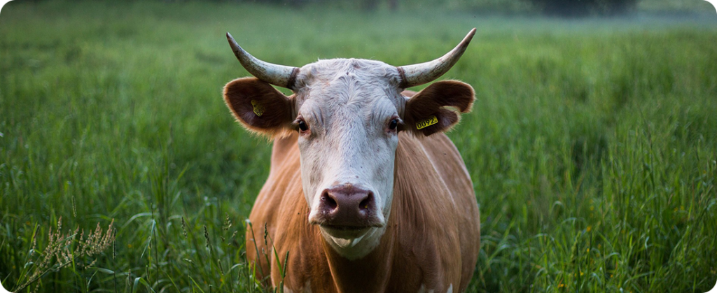 Preços nas alturas: carne Bovina supera valor do boi para abate