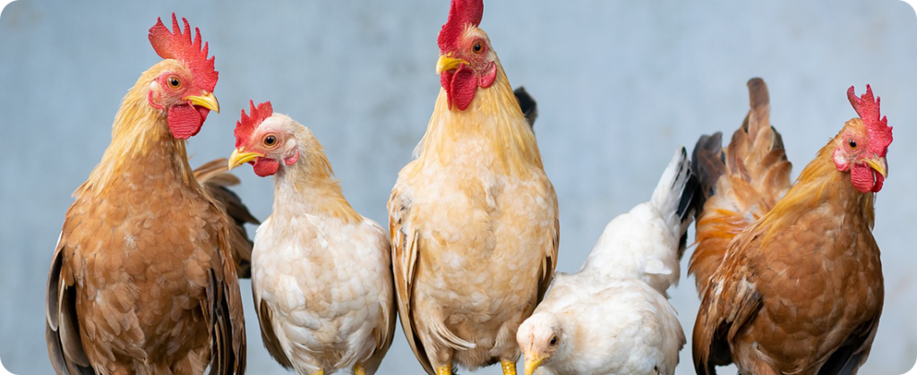 Emulsificantes na dieta humana e frango de corte