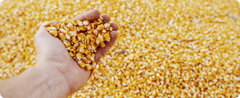 Brasil deve iniciar semana com negociações de milho travadas