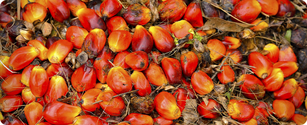 A RSPO e a certificação de óleo de palma sustentável