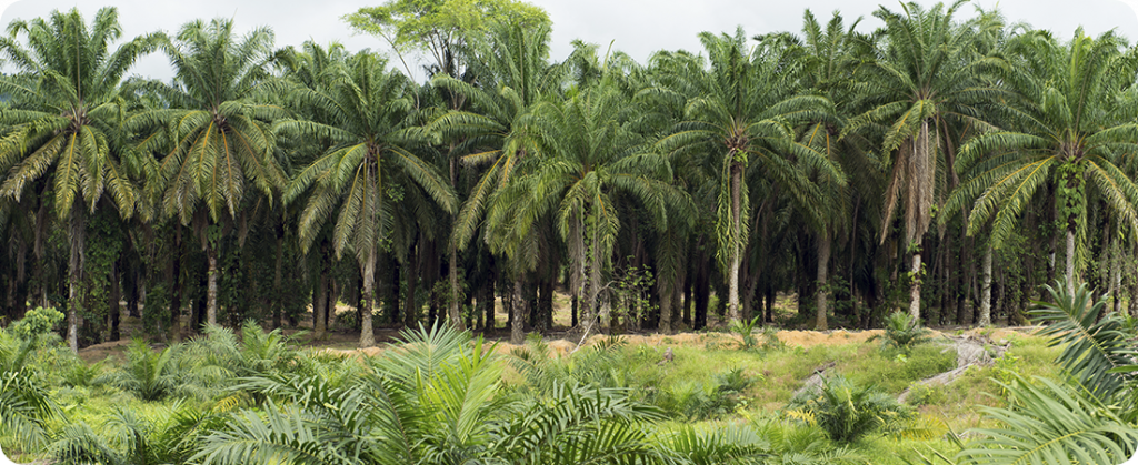 MP Evans adquire mais de 8.000ha de plantações de palma na Indonésia
