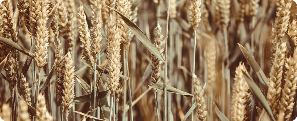 Ciclone: Lavouras de trigo e milho foram as mais castigadas no RS