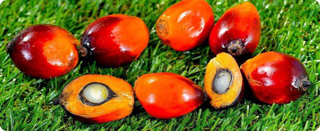 Cargill interrompe fornecimento de óleo de palma convencional nos EUA