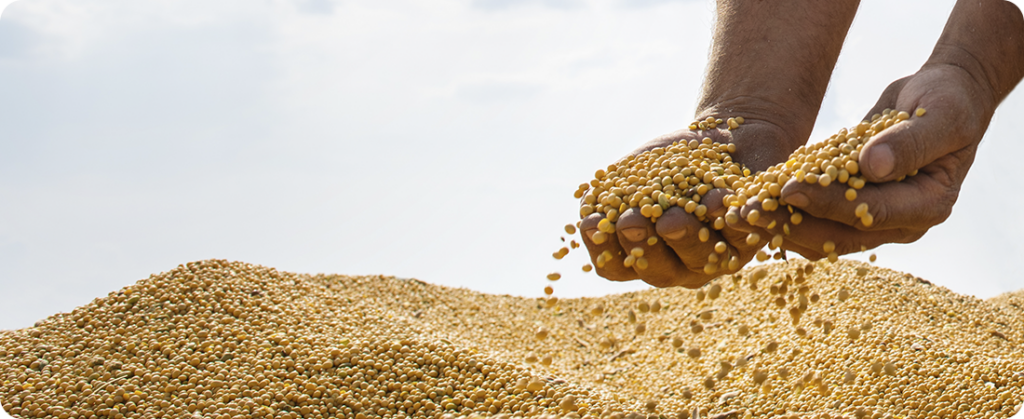 Acompanhamento é fundamental em safra de El Niño