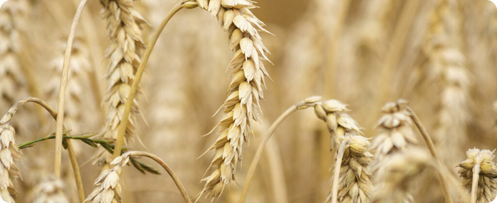 Colheitas de trigo já registram perda de qualidade