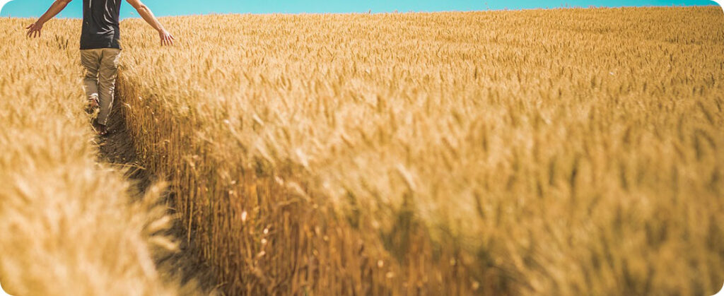 Ucrânia deve manter estável área plantada em 2024, qualidade do trigo preocupa, diz ministro