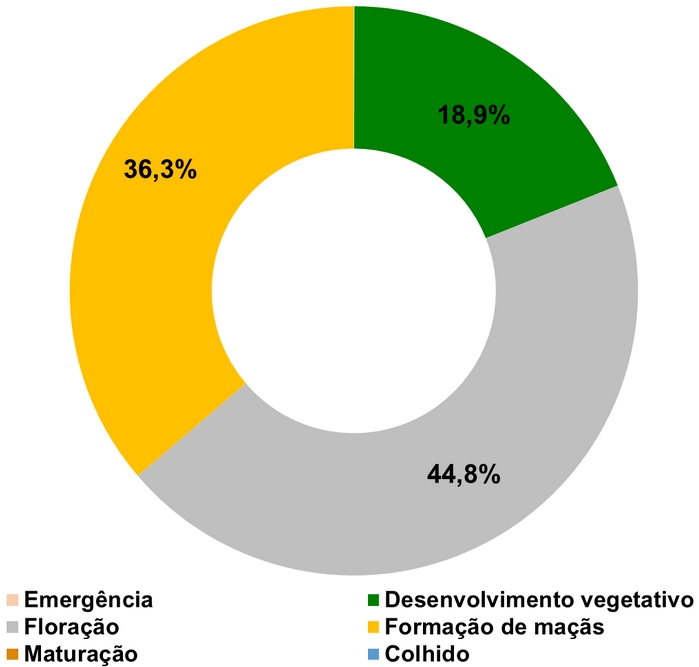 Clima ideal impulsiona lavouras de algodão