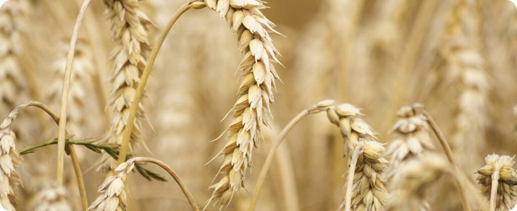 Canadá pode produzir 5% mais trigo
