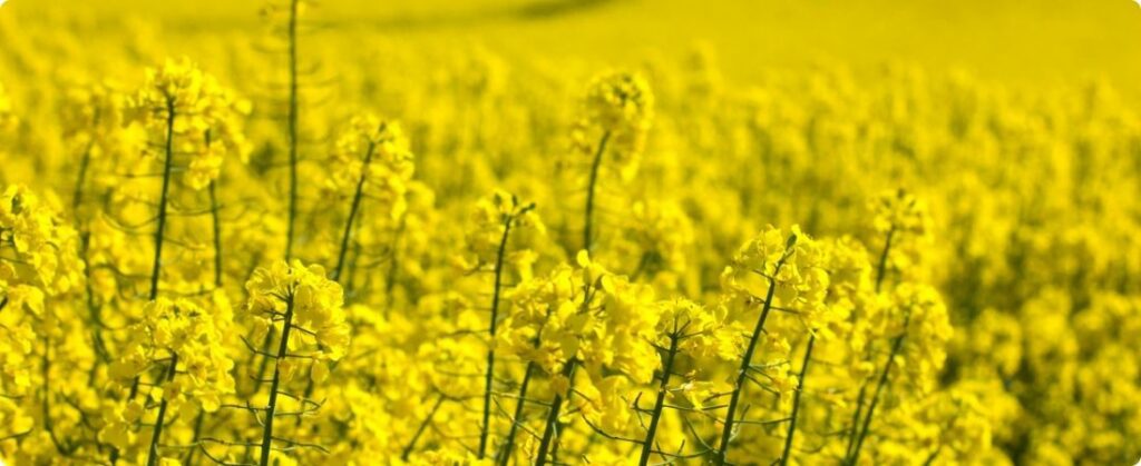 Canola está implantada e segue em desenvolvimento no RS