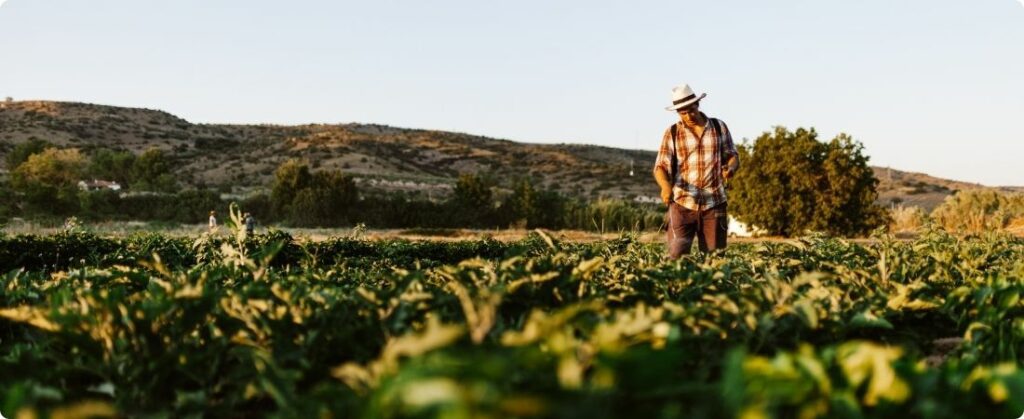 Agronegócio do Brasil pode ganhar com tarifas dos EUA