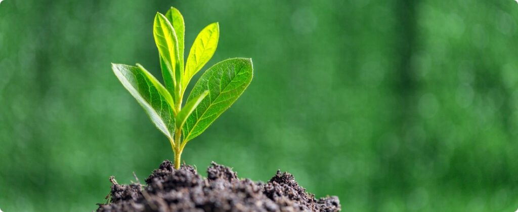 Carbono no solo: o papel do Brasil no agro sustentável